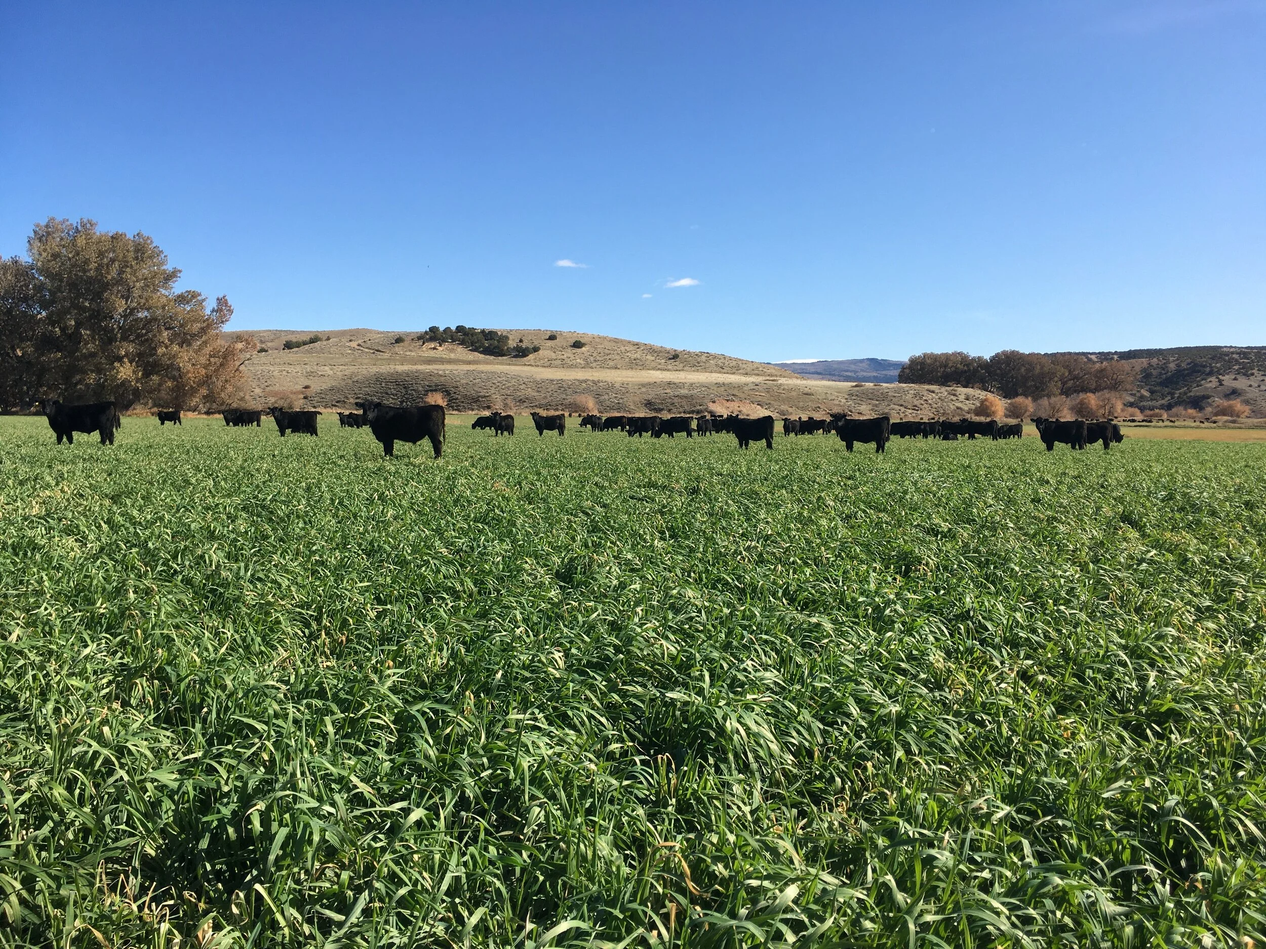 Summer Farming Update