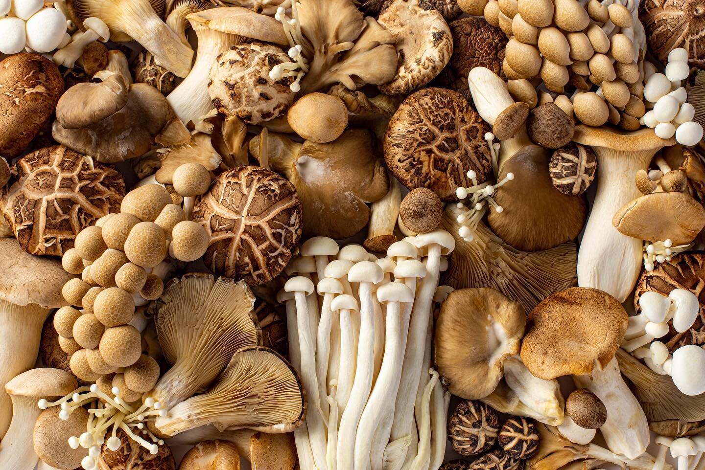 Q:Why did the mushroom go to the party? 
A: Because he was a fungi 
.
.
.
#foodstylist #foodstyling #ingredients #mushrooms #fungi @nacproplus 
📷. @mxmlla