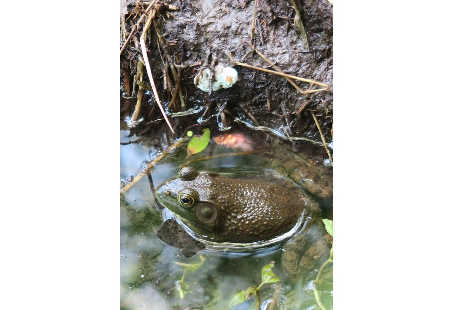 A Waiting Bullfrog