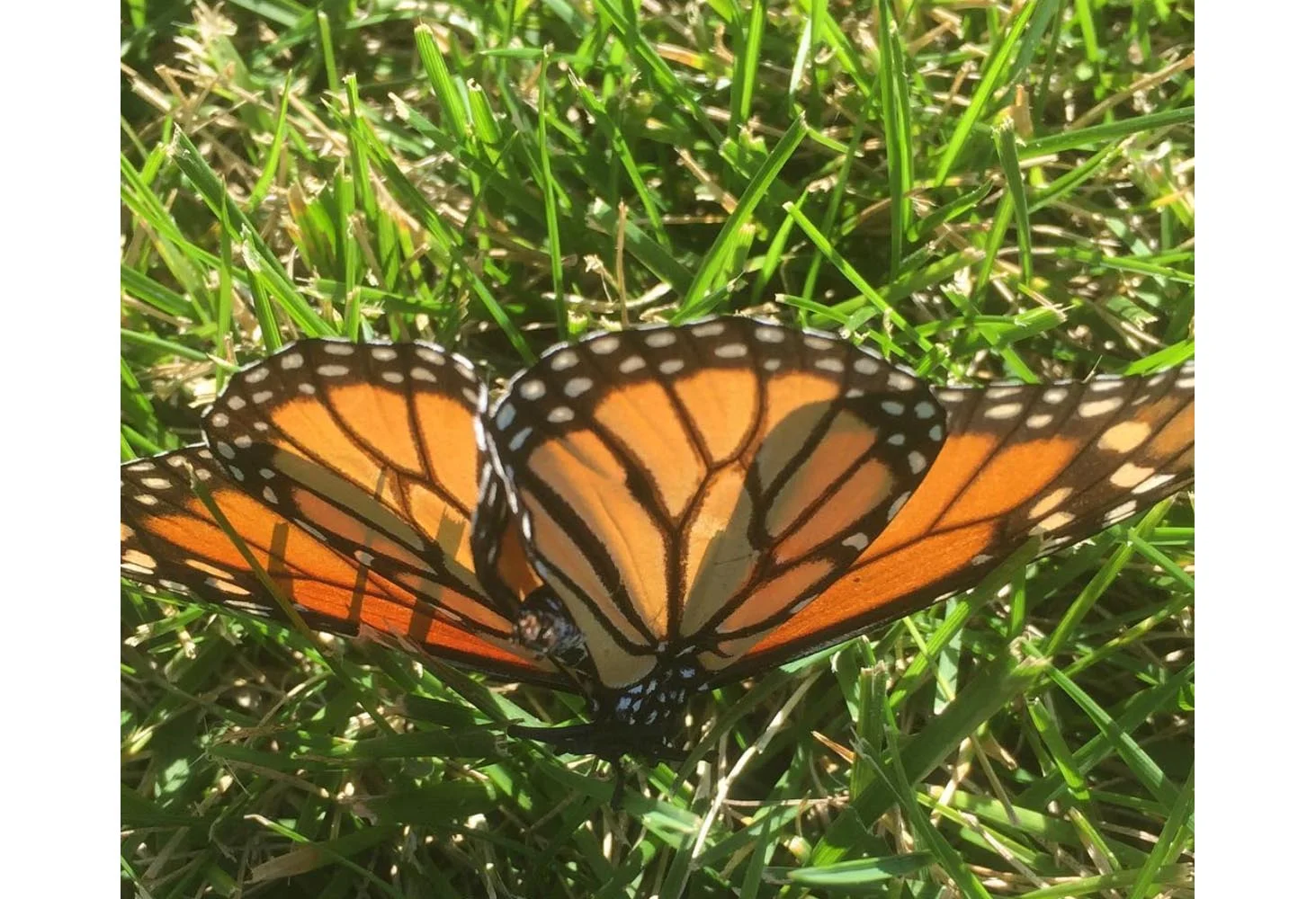 Butterfly | Moth Series