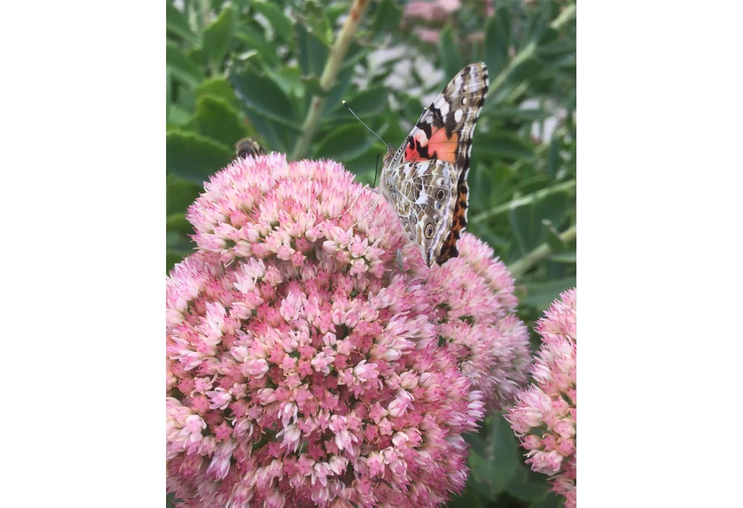 Butterfly | Moth Series