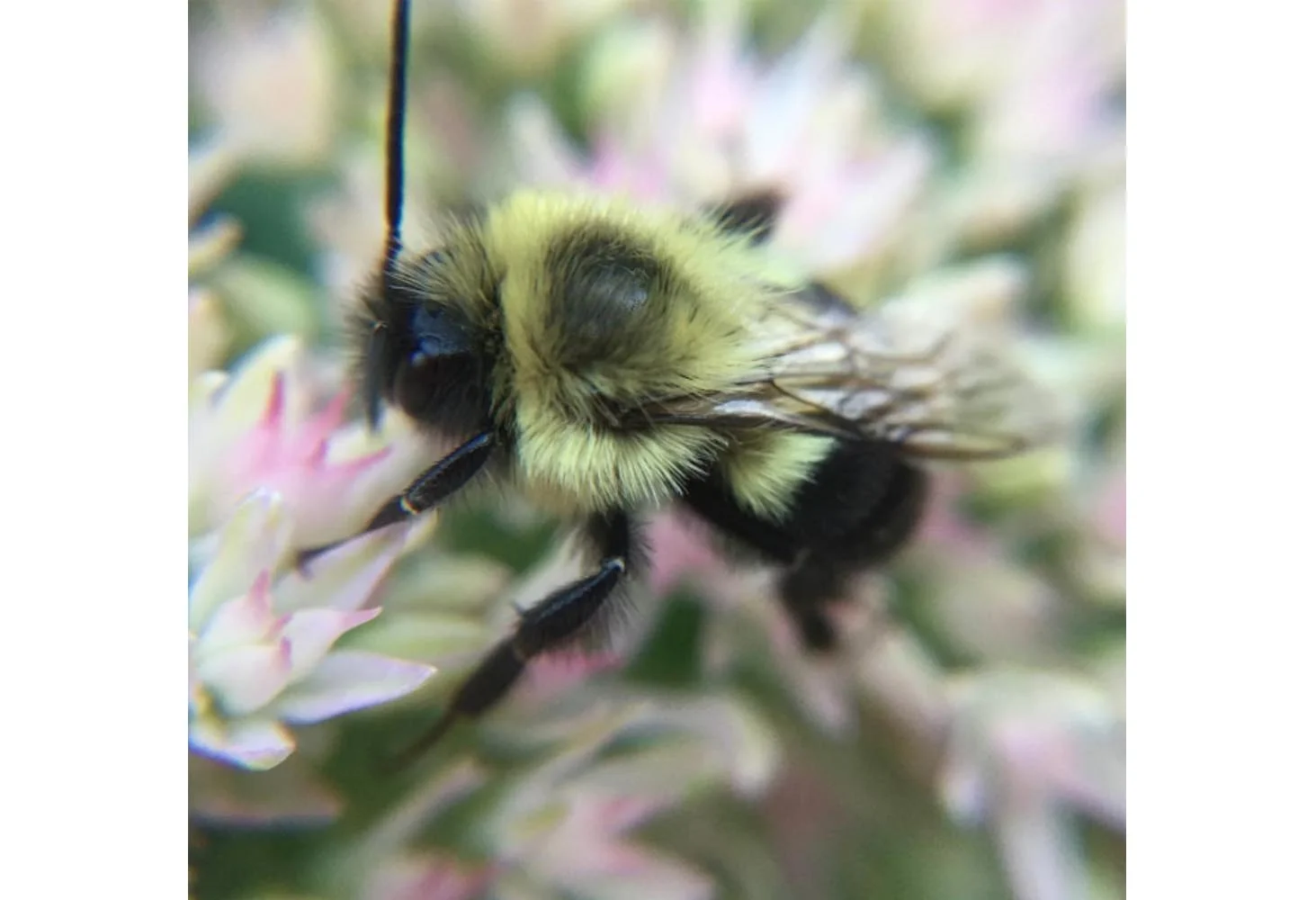 Buzz Series
