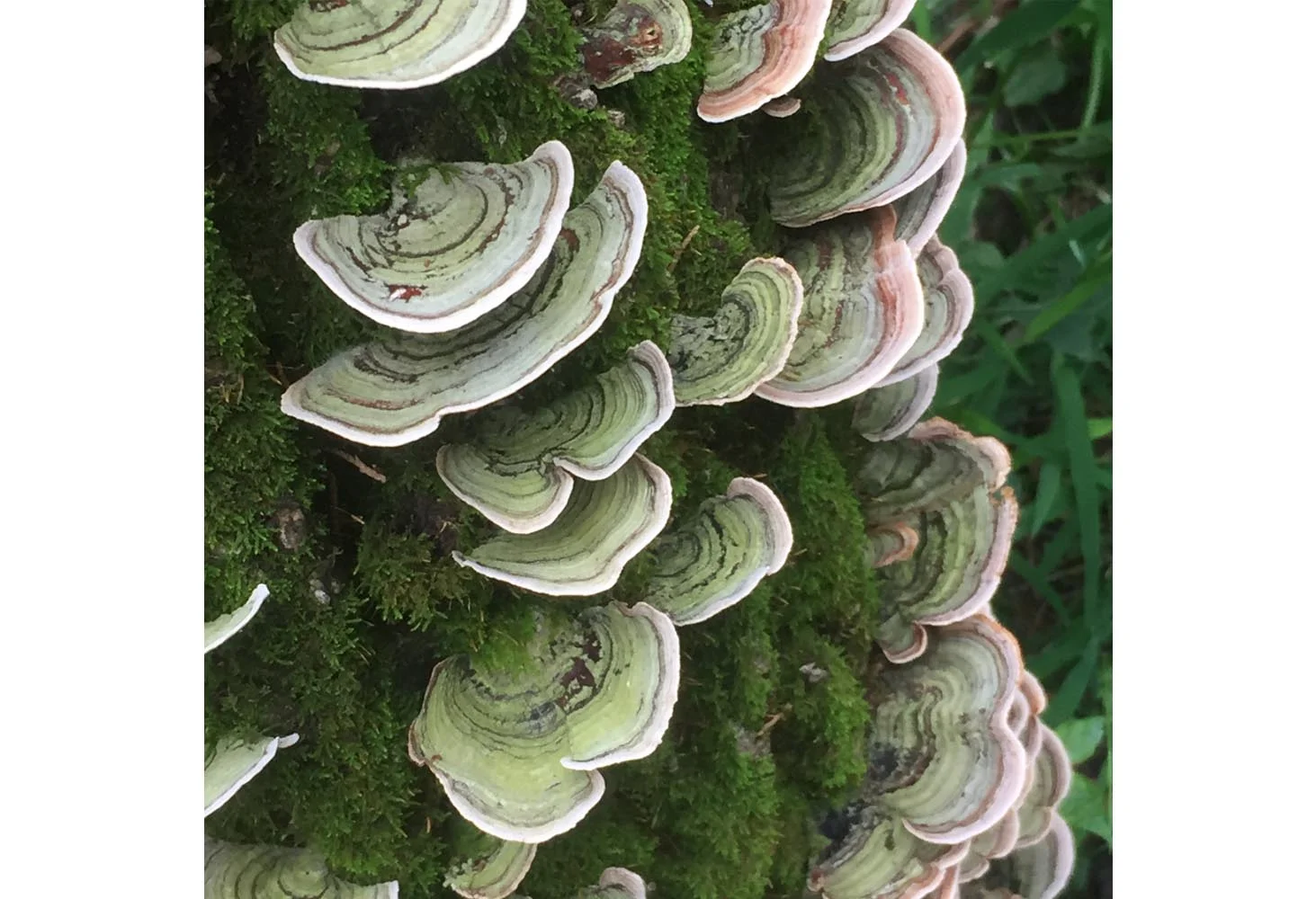Nature's Shelves