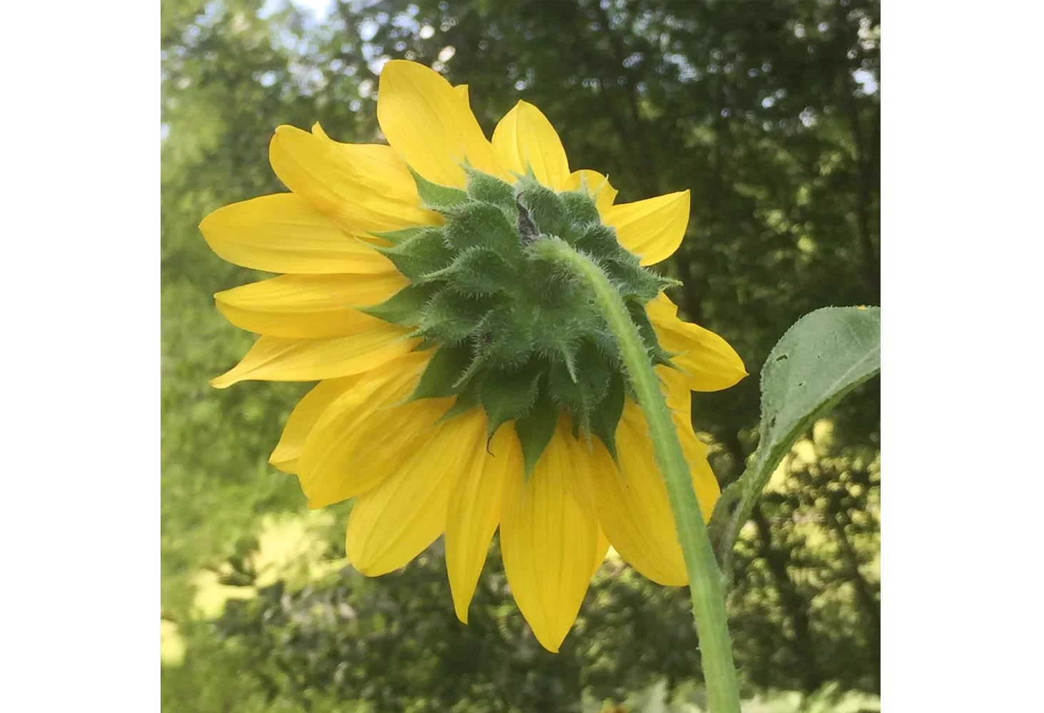 Open Sunflower