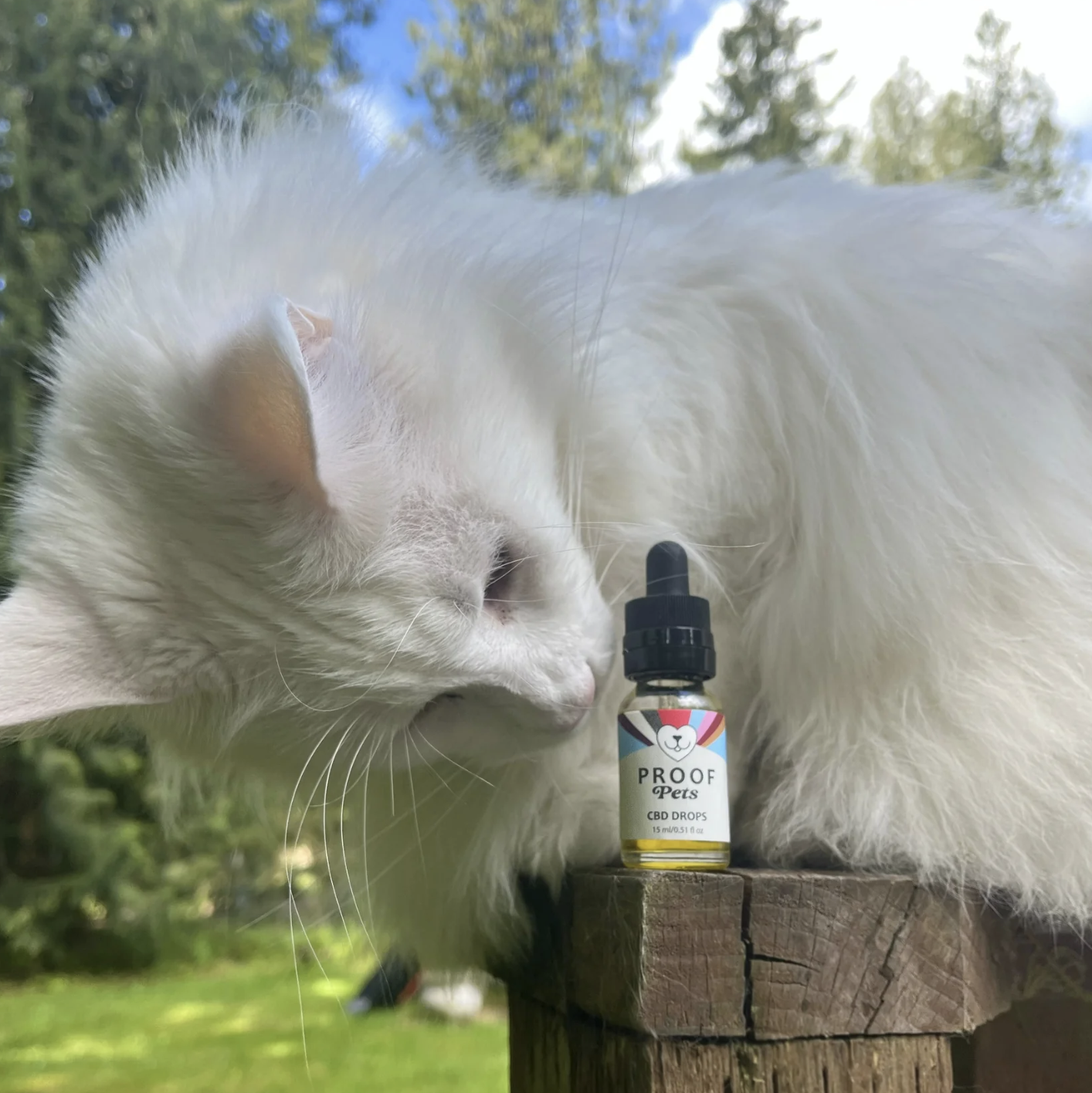 Cat looking at Proof Pets CBD Drops outside