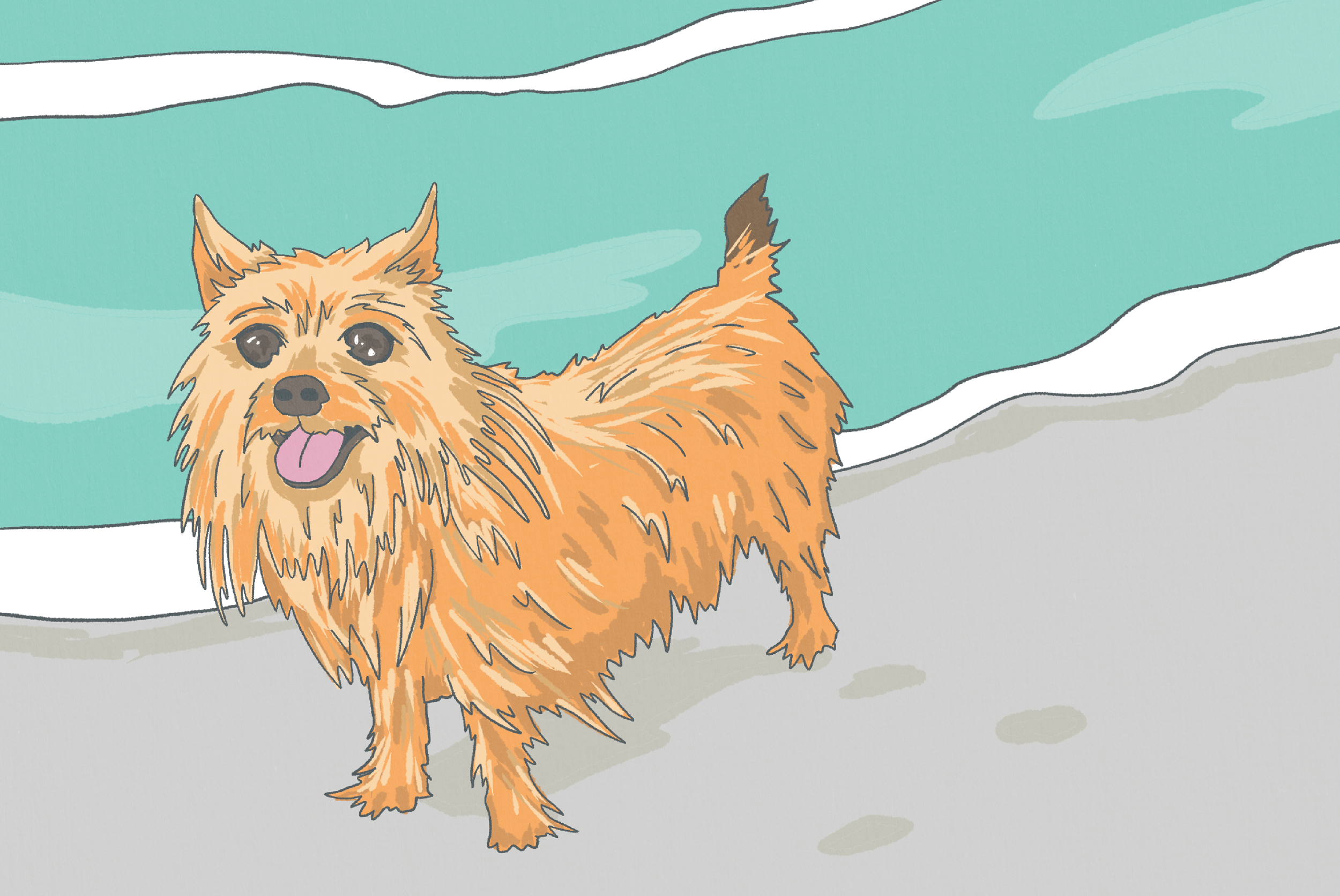 Cannabis for Pets: What You Need to Know About CBD and THC Use
