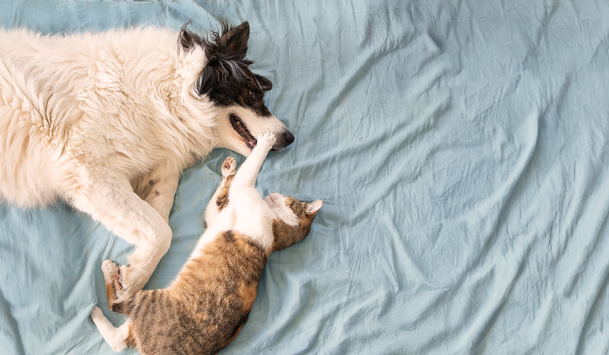 Playful cat and dog on a bed