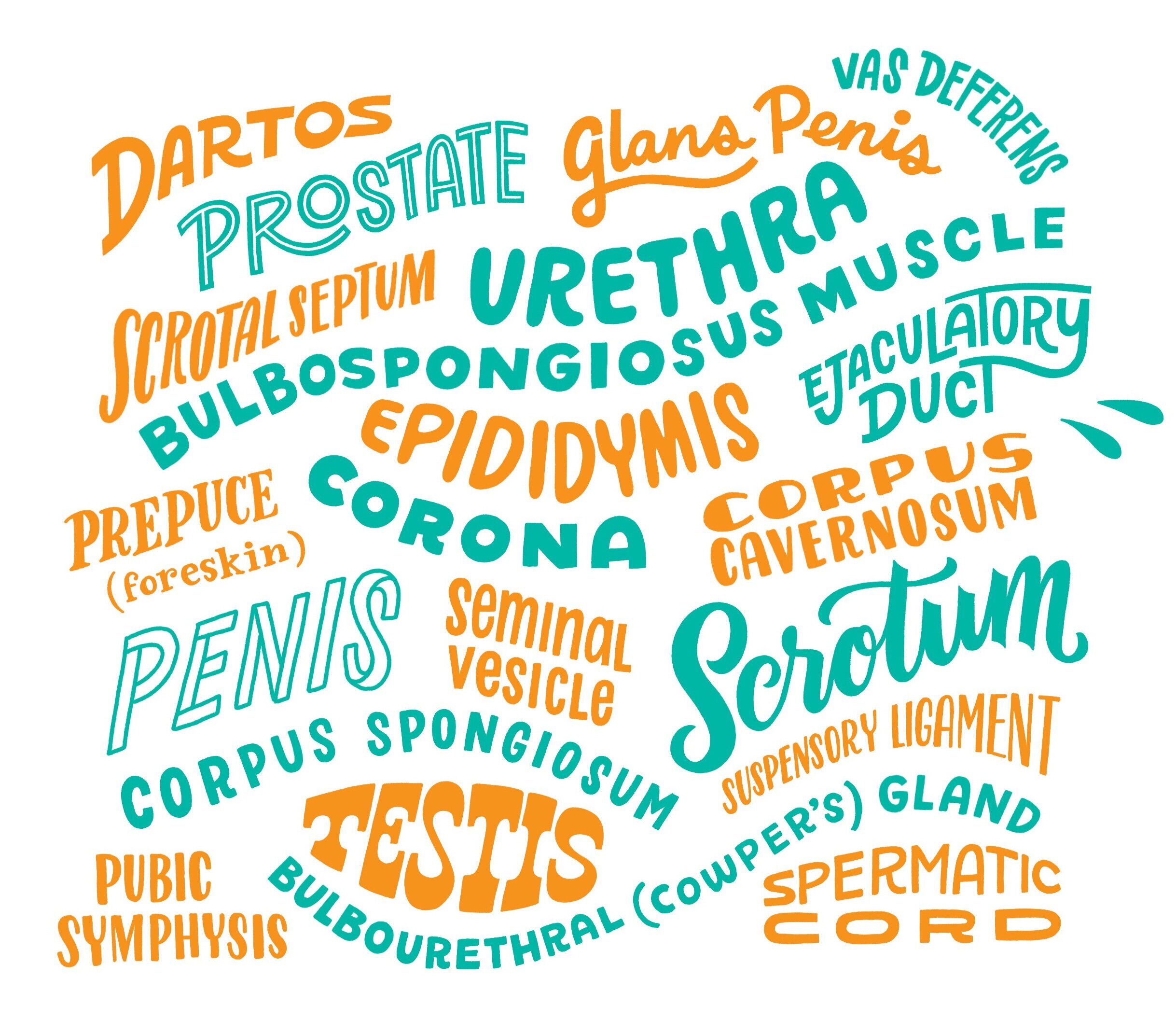 ch2_male_repro_word_cloud.jpg