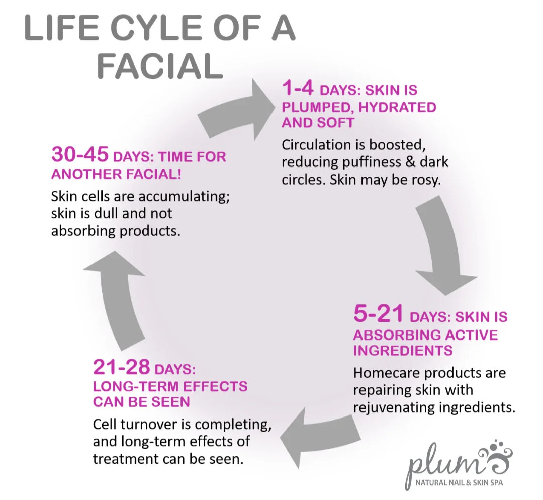 The Life Cycle of a Facial — Plum Pickin's