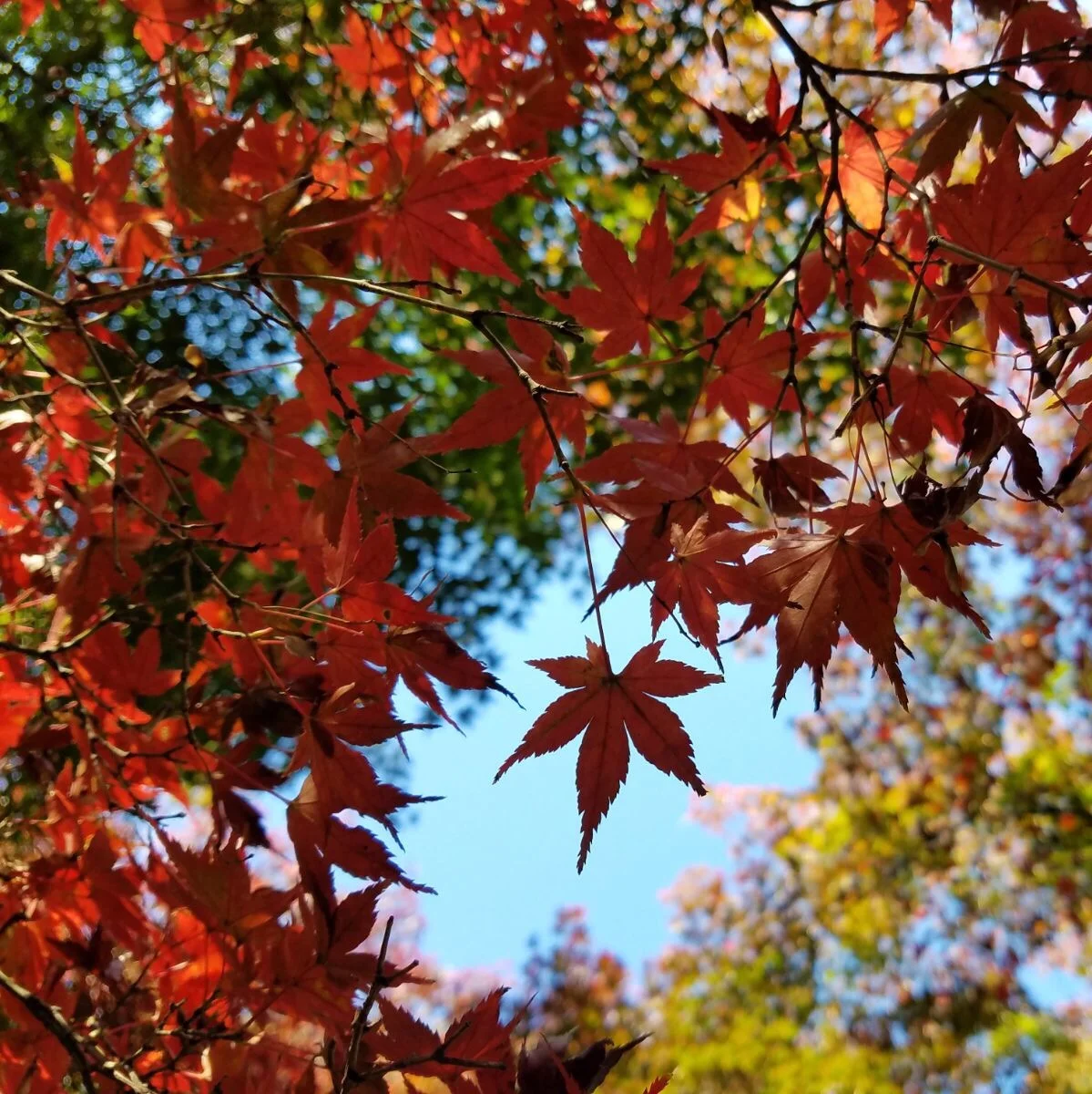 Tokyo ON #025: Autumn Leaves