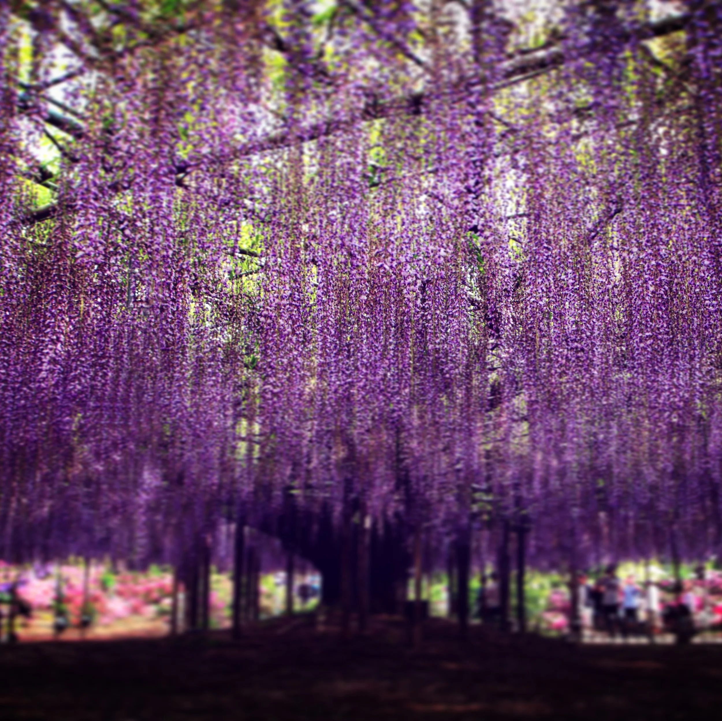 Tokyo ON #036: Haru Matsuri