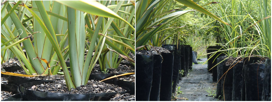 Nursery Trees 3.png