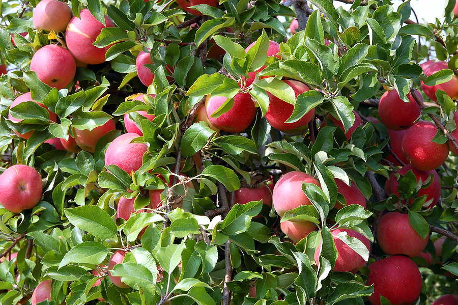 Benefits-of-apple-cider-vinegar-900x599.jpg