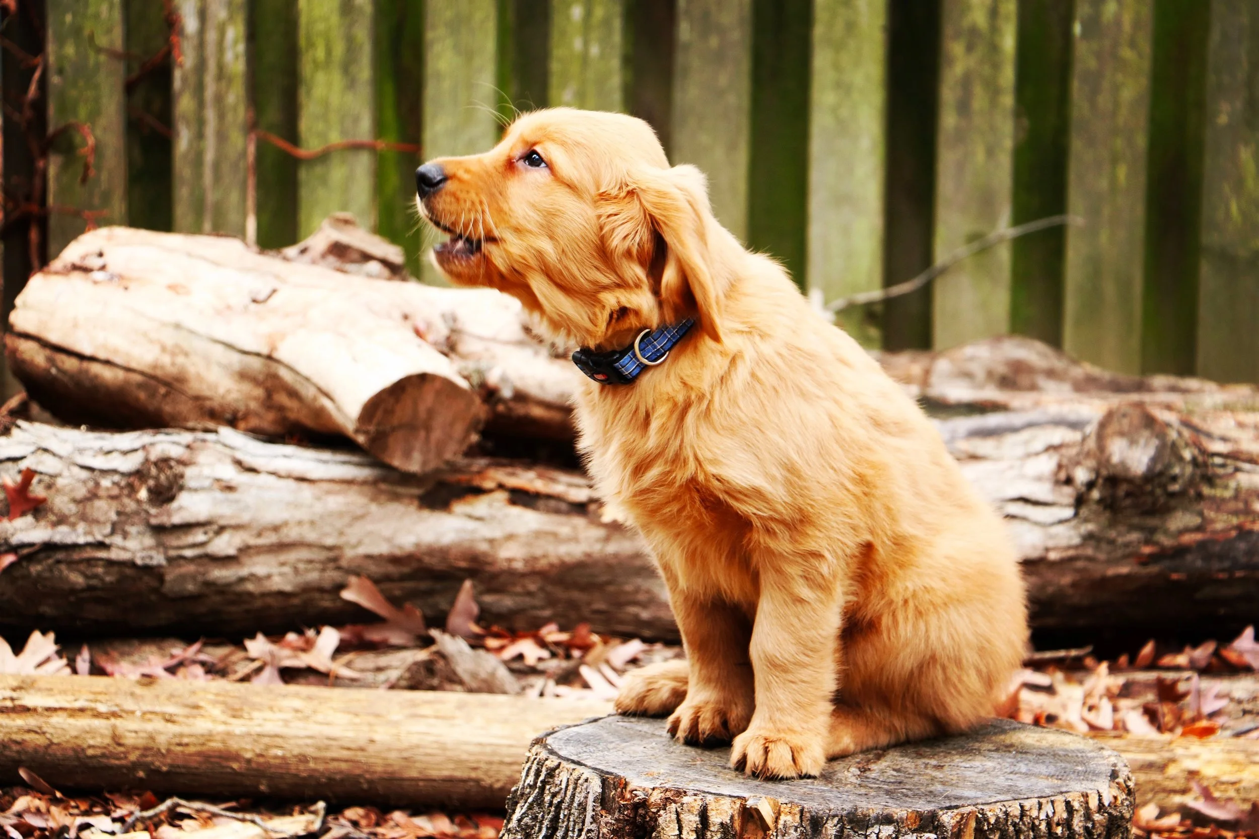 You can tackle nuisance barking quickly and easily with consistent interventions