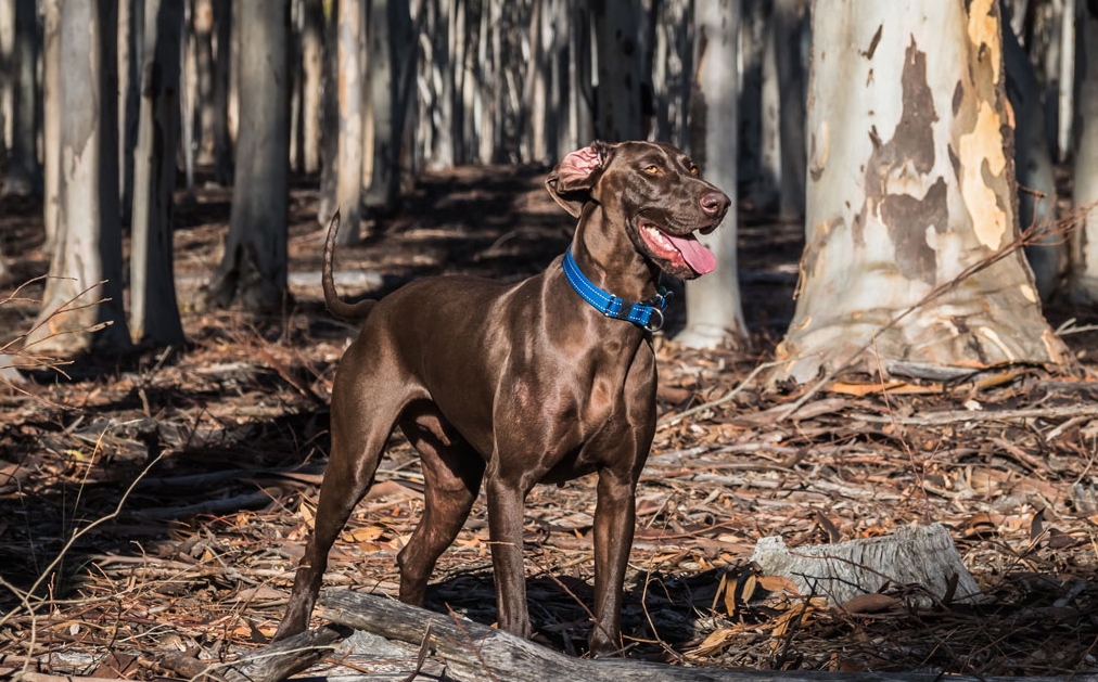 TheIndustriousHound-311527.jpg