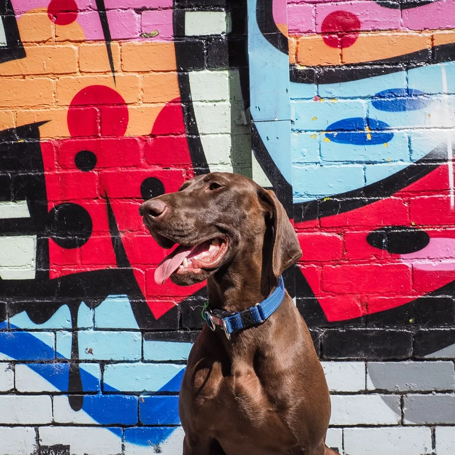 TheIndustriousHound-1020219.jpg
