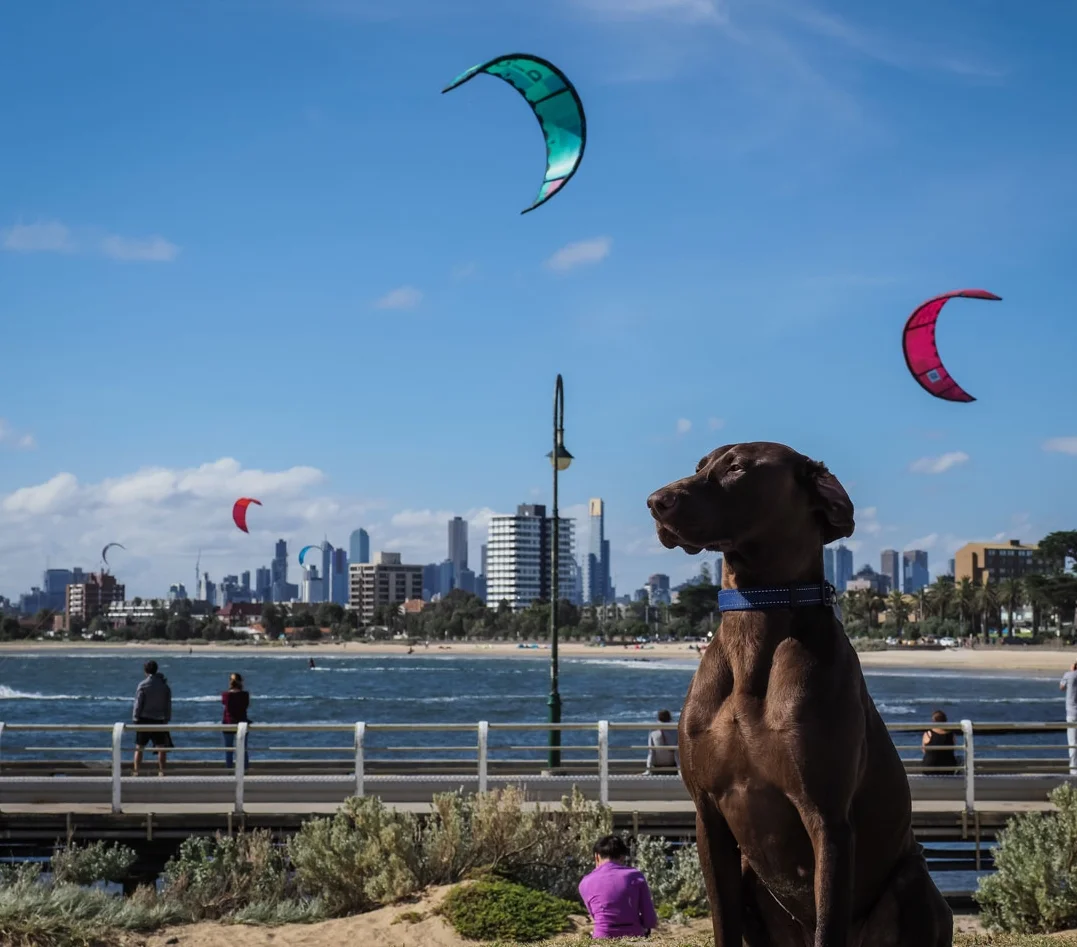 TheIndustriousHound-1020785.jpg