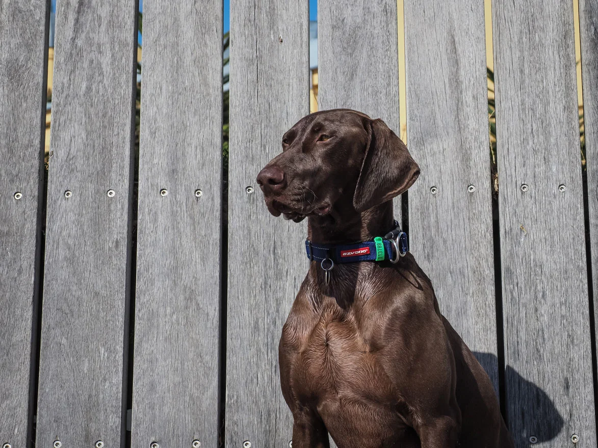 TheIndustriousHound-1020638.jpg