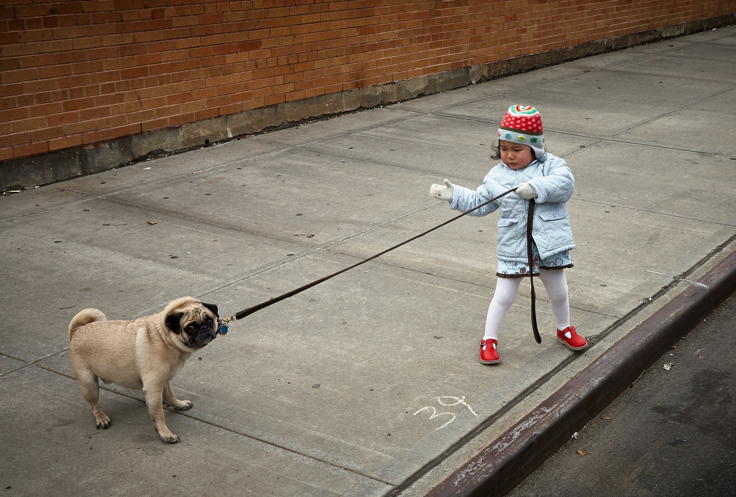 dog keeps pulling on lead