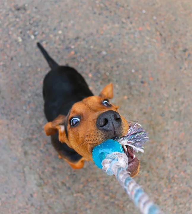 Tug of war games reinforce exactly the behaviour you don't want.