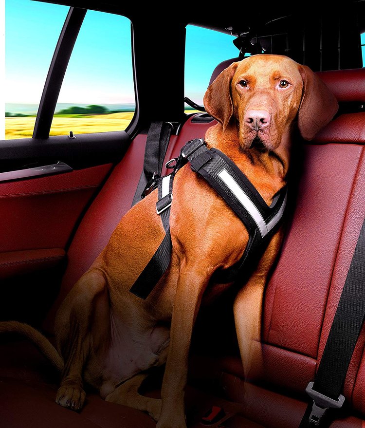Importance of Harnesses for Large Dogs in Cars: Safety Essentials