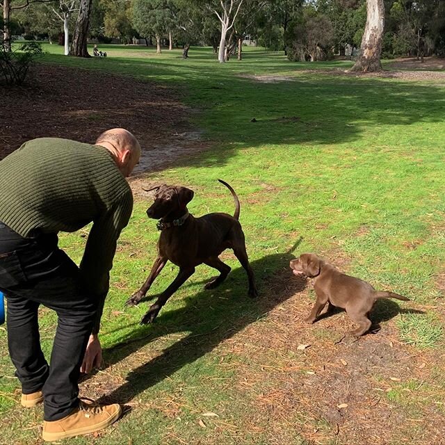 We rounded off training like we normally like to with a walk to the park - a great way to apply some theory from the home to the outside world. And Erik was a useful  training aid.