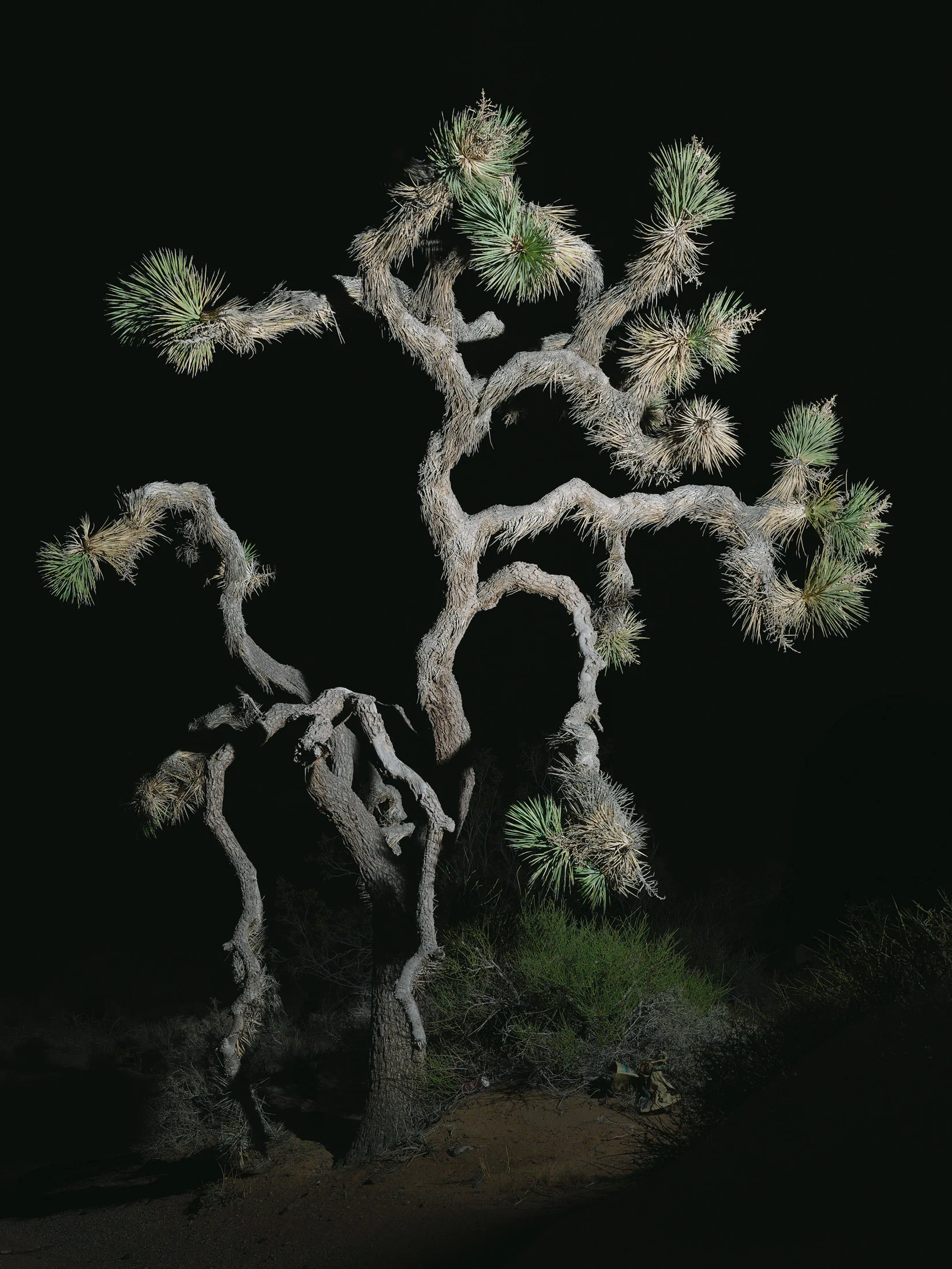 tree #4 70x94 in/180x239cm 1+1AP 60x80 in/152x203cm 2+1AP 45x60 in/114x152cm 3+1AP 30x40 in/75x100cm 5+1AP