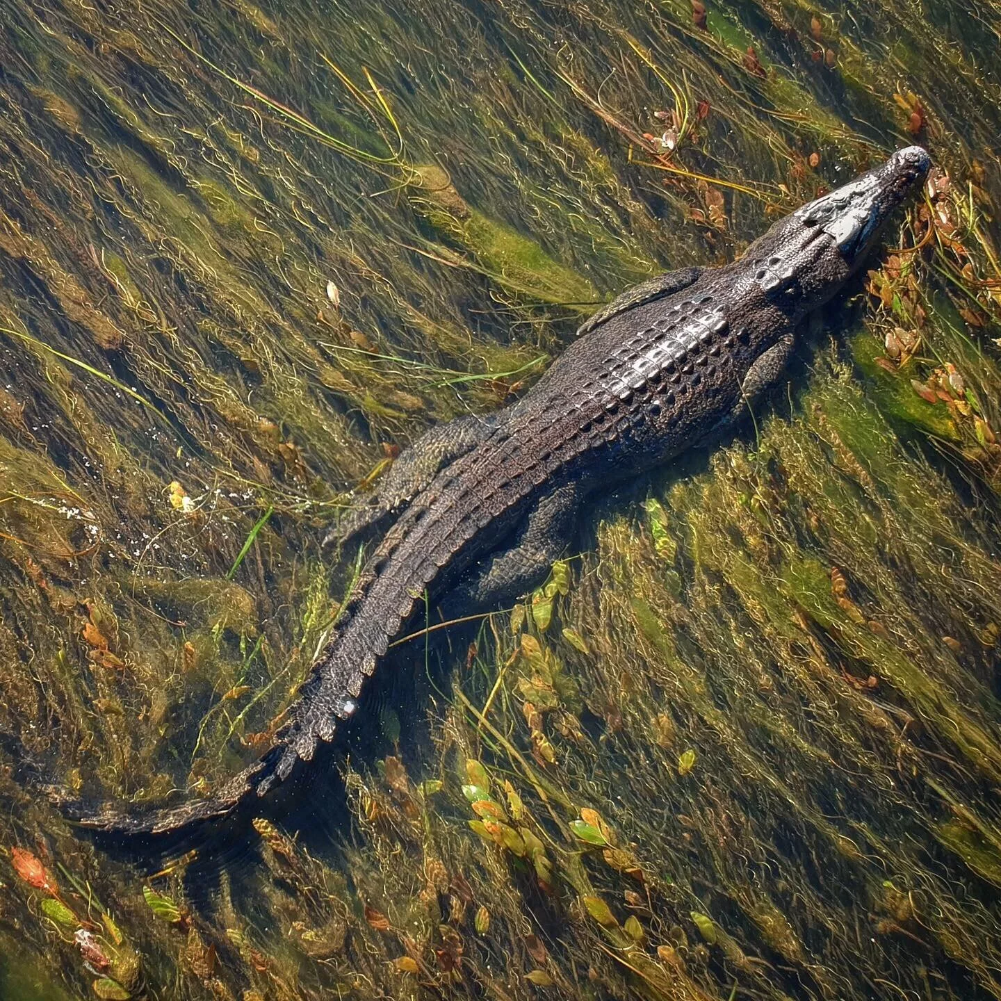 Saltwater Crocodile. Kunnanurra, Western Australia