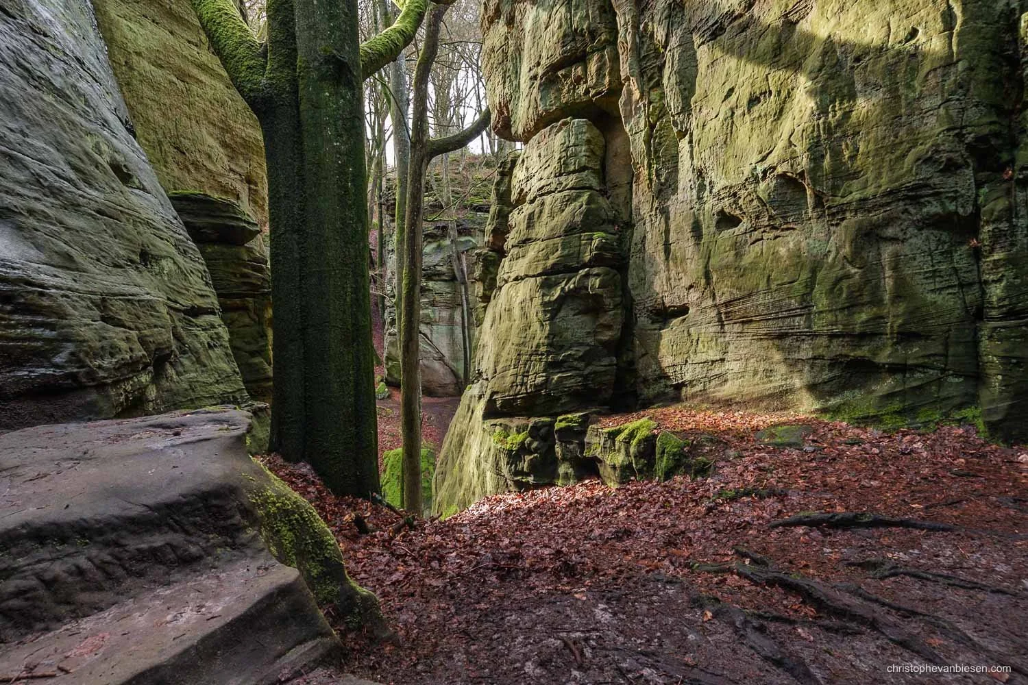 Tall sandstone formations among forest trees, with moss-covered rocks and fallen leaves.
