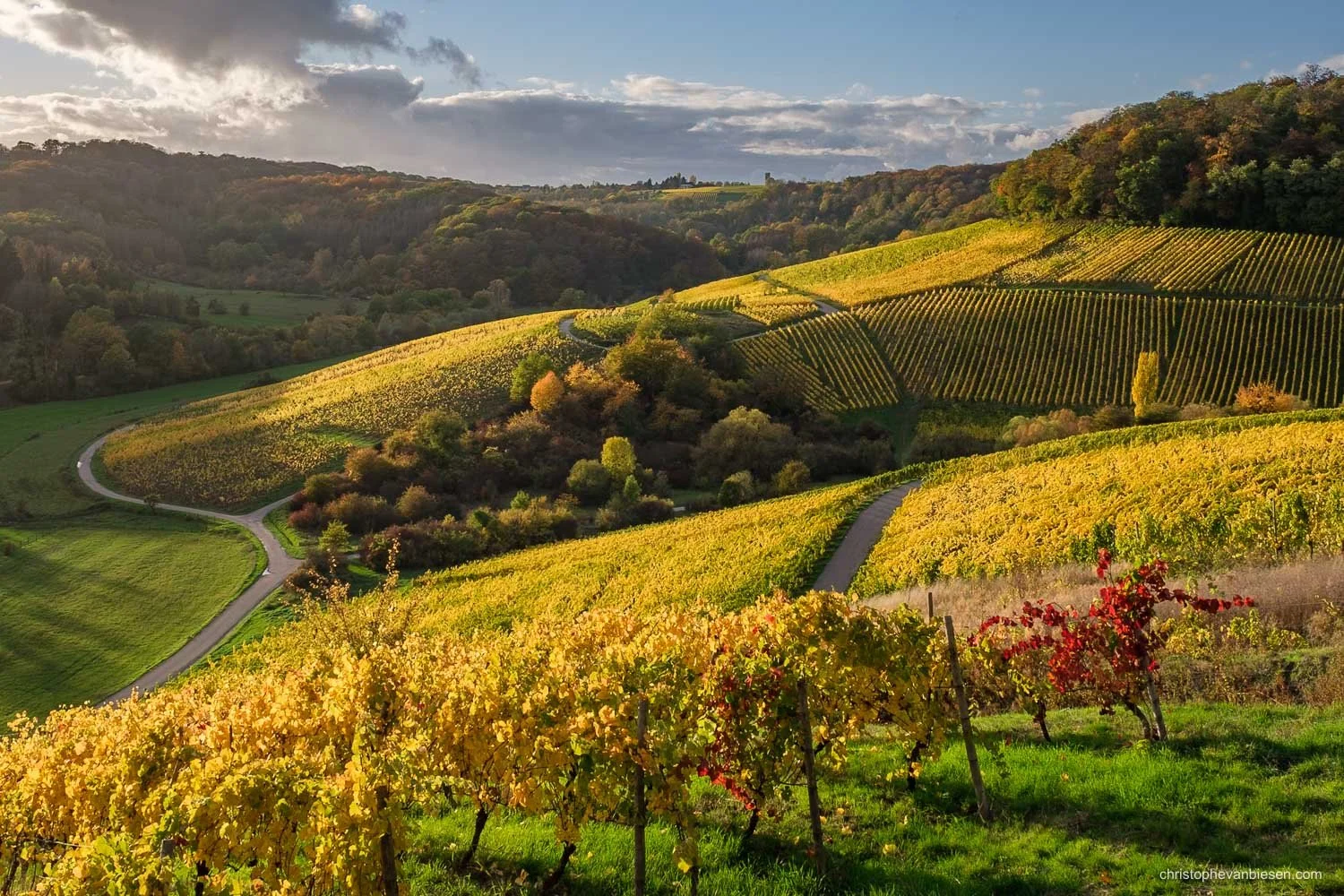 Golden autumn vineyards covering rolling hills in the Moselle region.