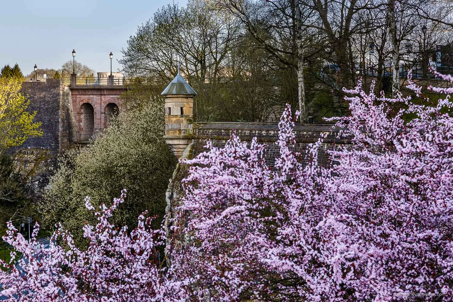 Spring in Luxembourg City. The pink blossoms on some cherry trees look like waves crashing on the rock of the ancient fortress