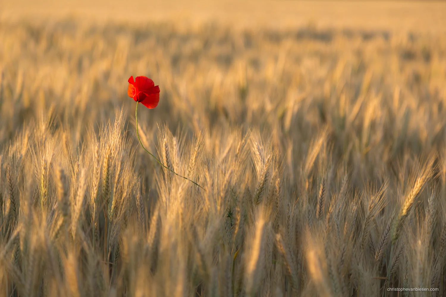 Single poppy flower in a field of wheat somewhere around the Grand-Duchy of Luxembourg