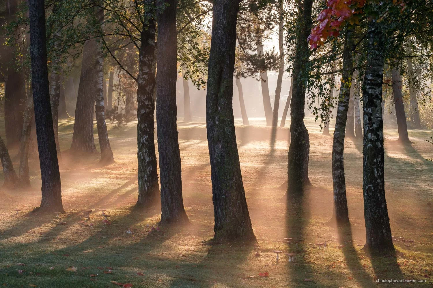 Sunrise in the forest somewhere in the Grand-Duchy of Luxembourg