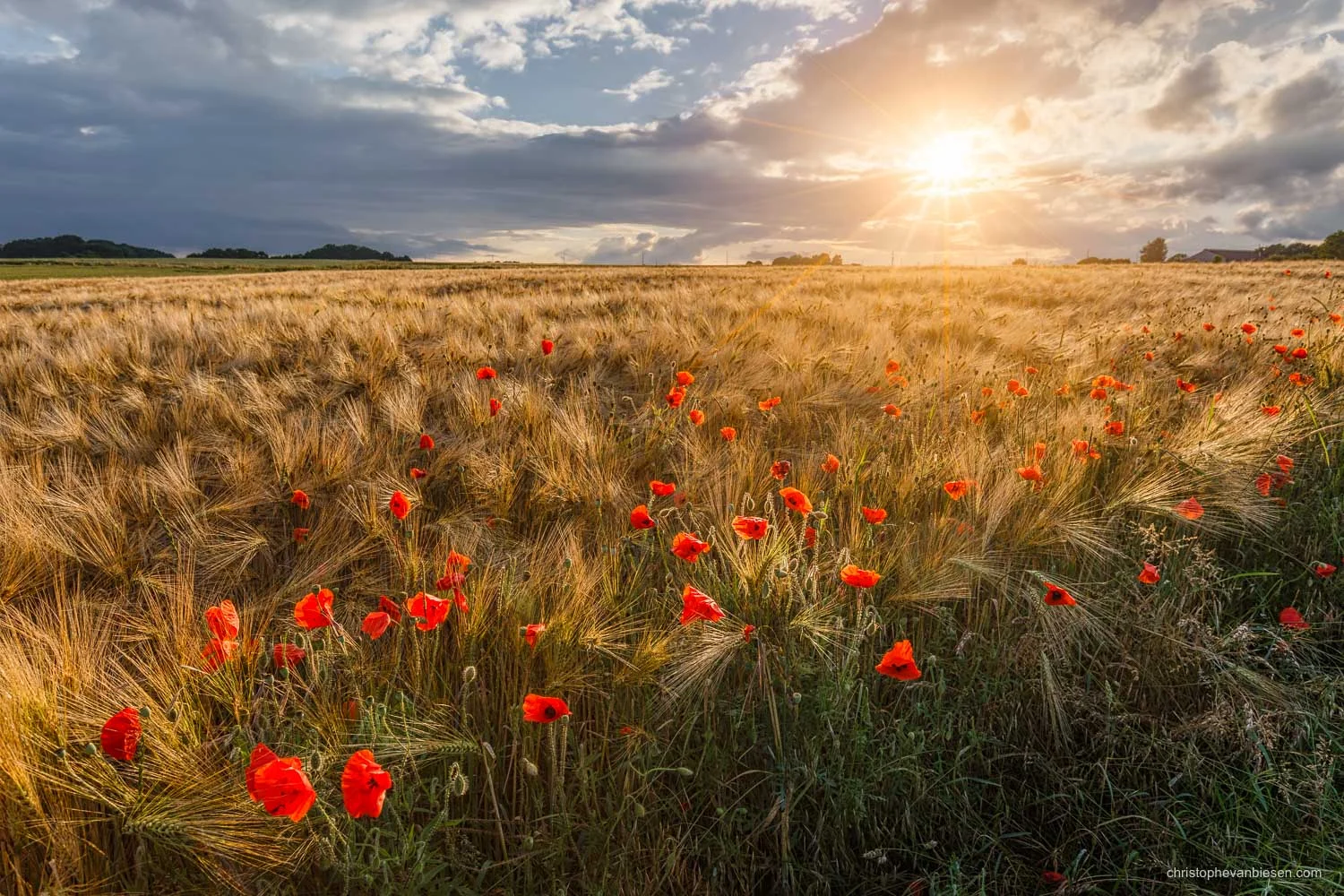 Sunset over a field of wheat full of red poppies