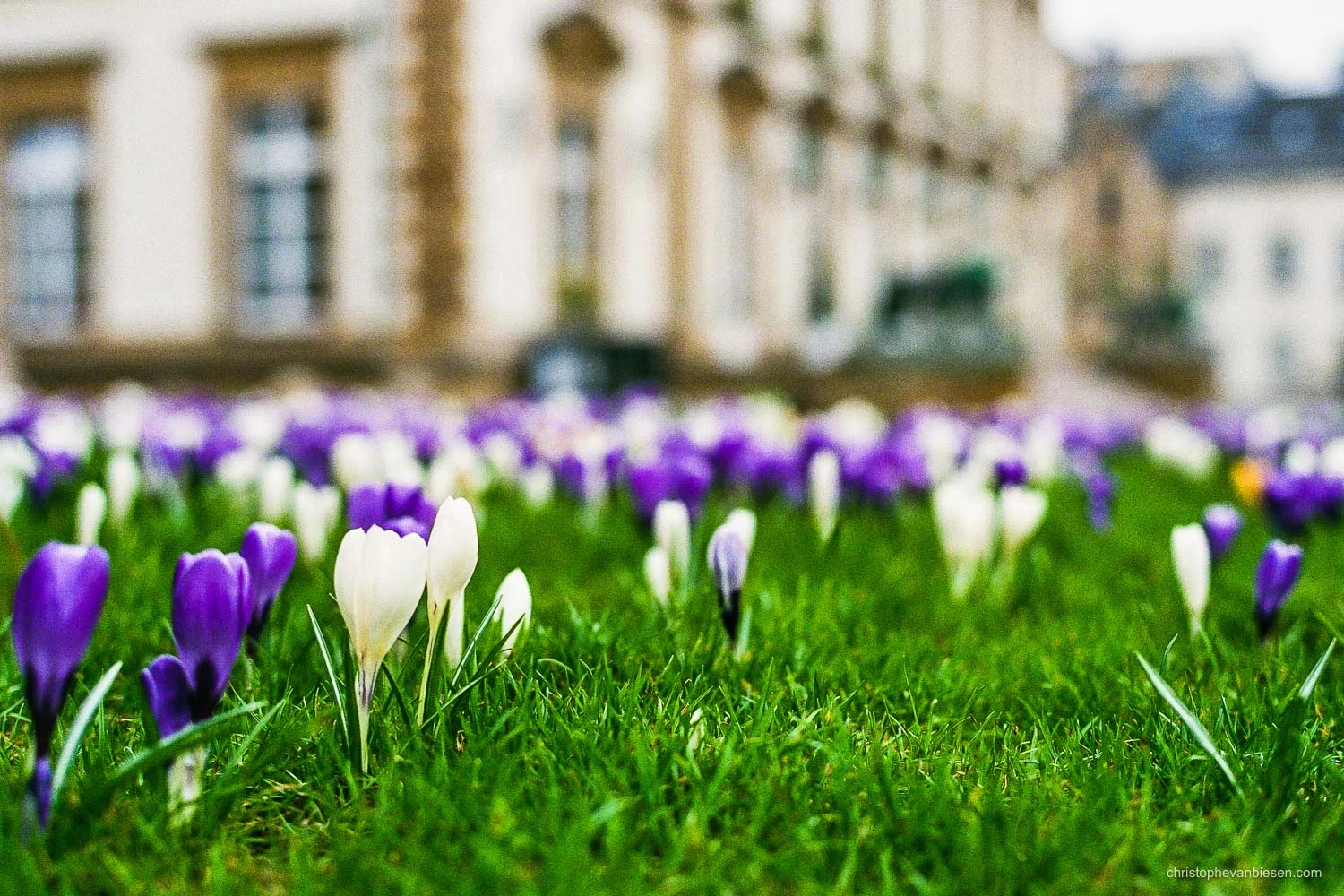 Spring in Luxembourg - Crocus flowers appear everywhere around the city of Luxembourg in celebration of spring's beginning - Defying Winter