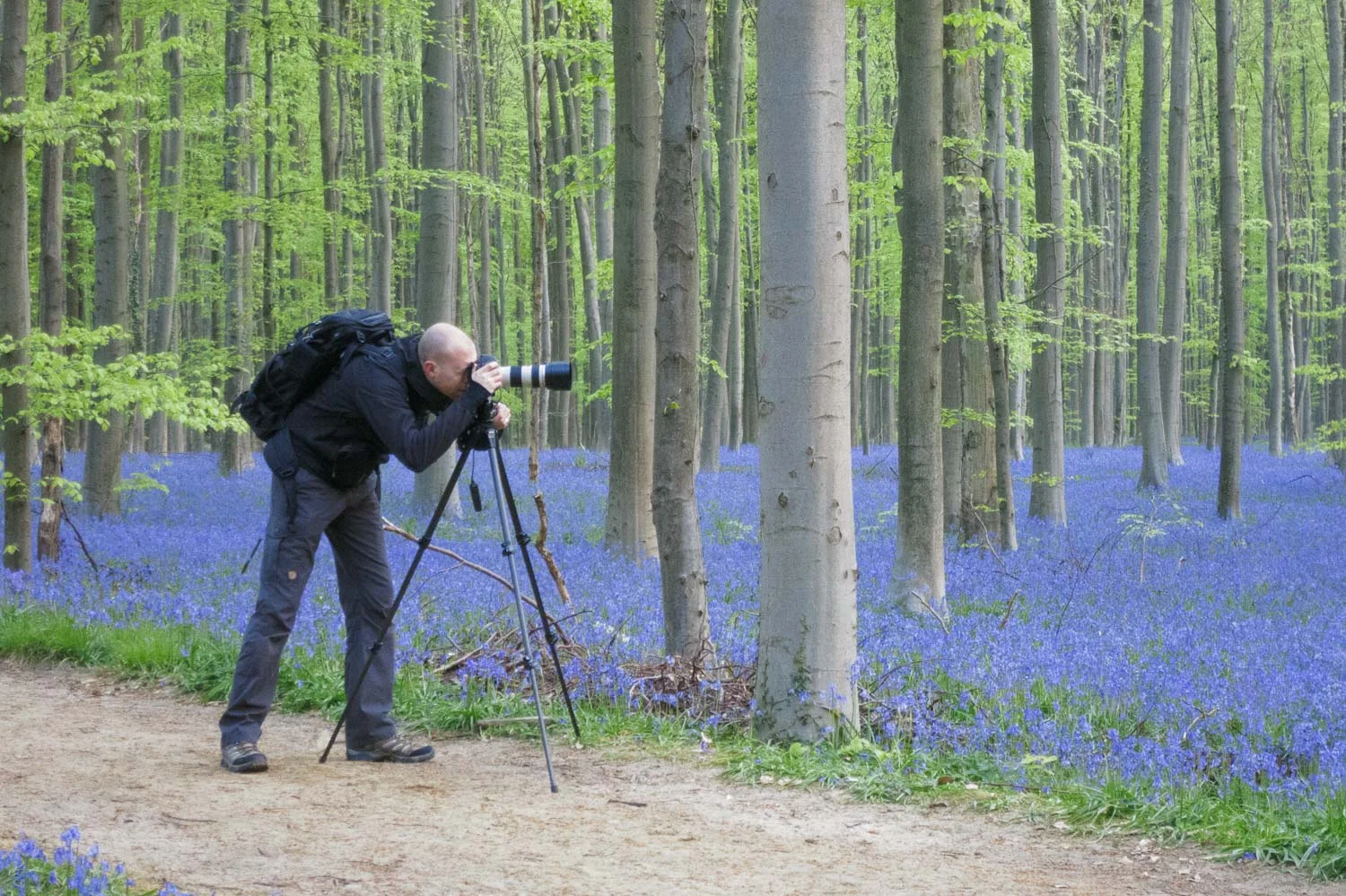 Photography Workshop - Hallerbos - Belgium - The bluebell forest of Halle, known as the Hallerbos, near Brussels, Belgium