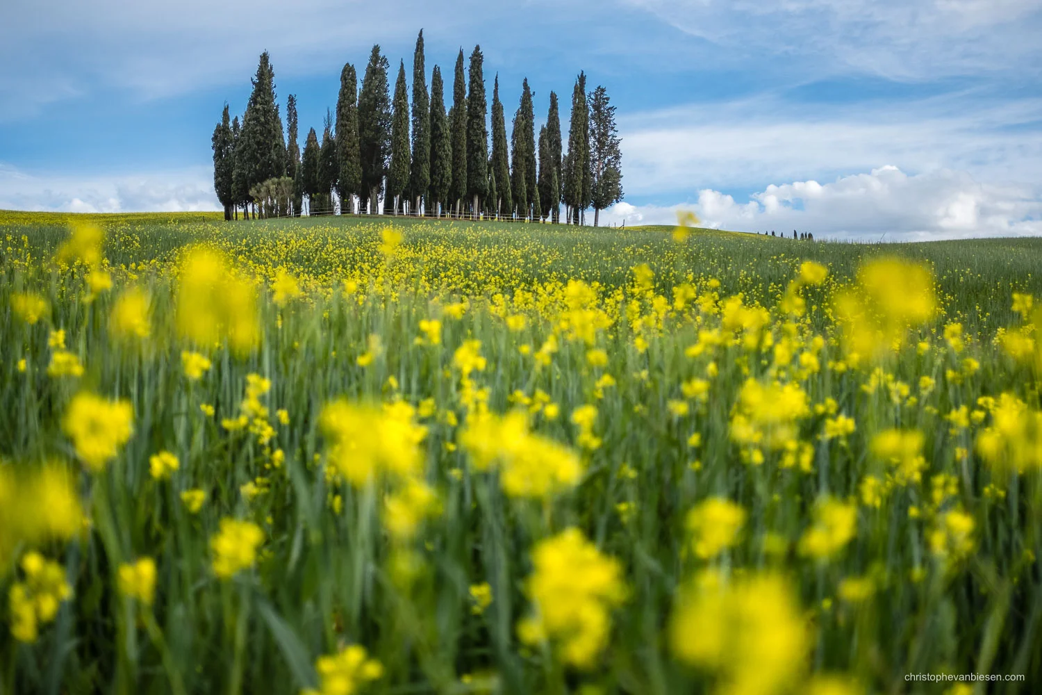 Tuscany - Italy - The famous cypress trees of Montalcino in the Val d'Orcia, Tuscany, Italy