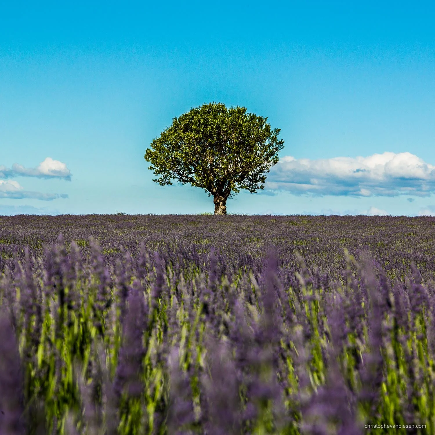 Valensolle - France - Provence's purple lavender fields