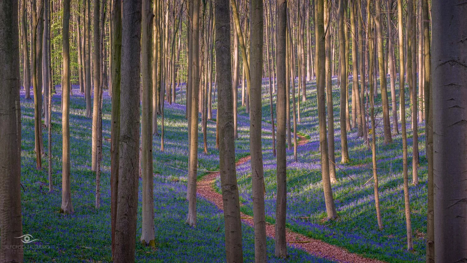 Photography Workshop - Hallerbos - Belgium