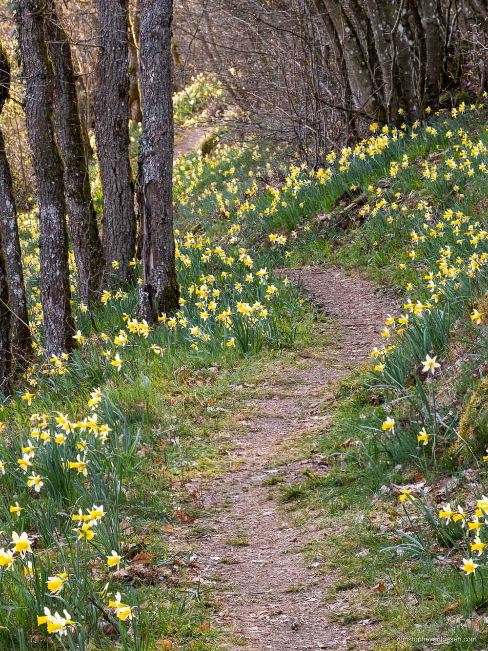 Luxembourg - The Via Botanica, also know as the path of the daffodils in Lellingen, Kiischpelt, Oesling, Luxembourg - Daffodil Forest