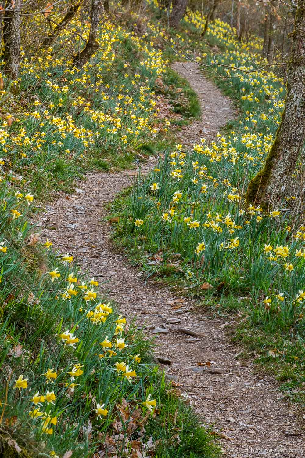 Luxembourg - The Via Botanica, also know as the path of the daffodils in Lellingen, Kiischpelt, Oesling, Luxembourg - Follow the Yellow Path