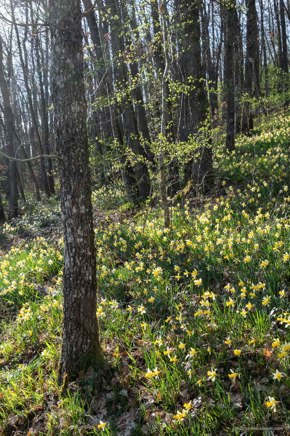 Luxembourg - The Via Botanica, also know as the path of the daffodils in Lellingen, Kiischpelt, Oesling, Luxembourg - Spring in the Woods