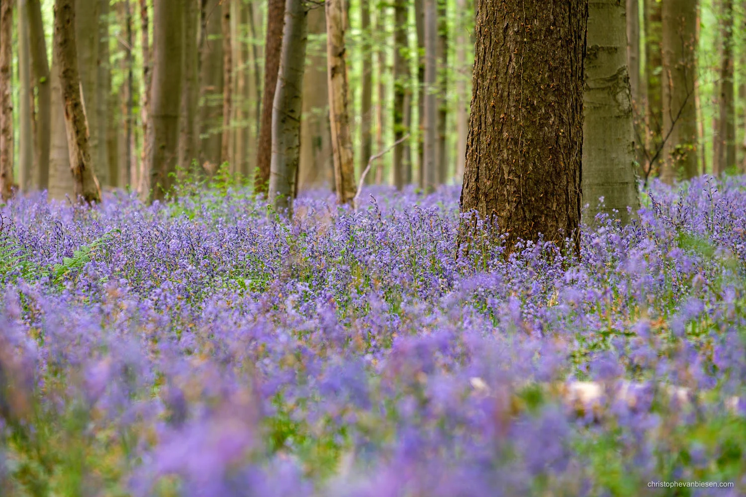 Hallerbos - Belgium - A carpet of bluebells covers most of the Hallerbos in spring - Sea of Bluebells
