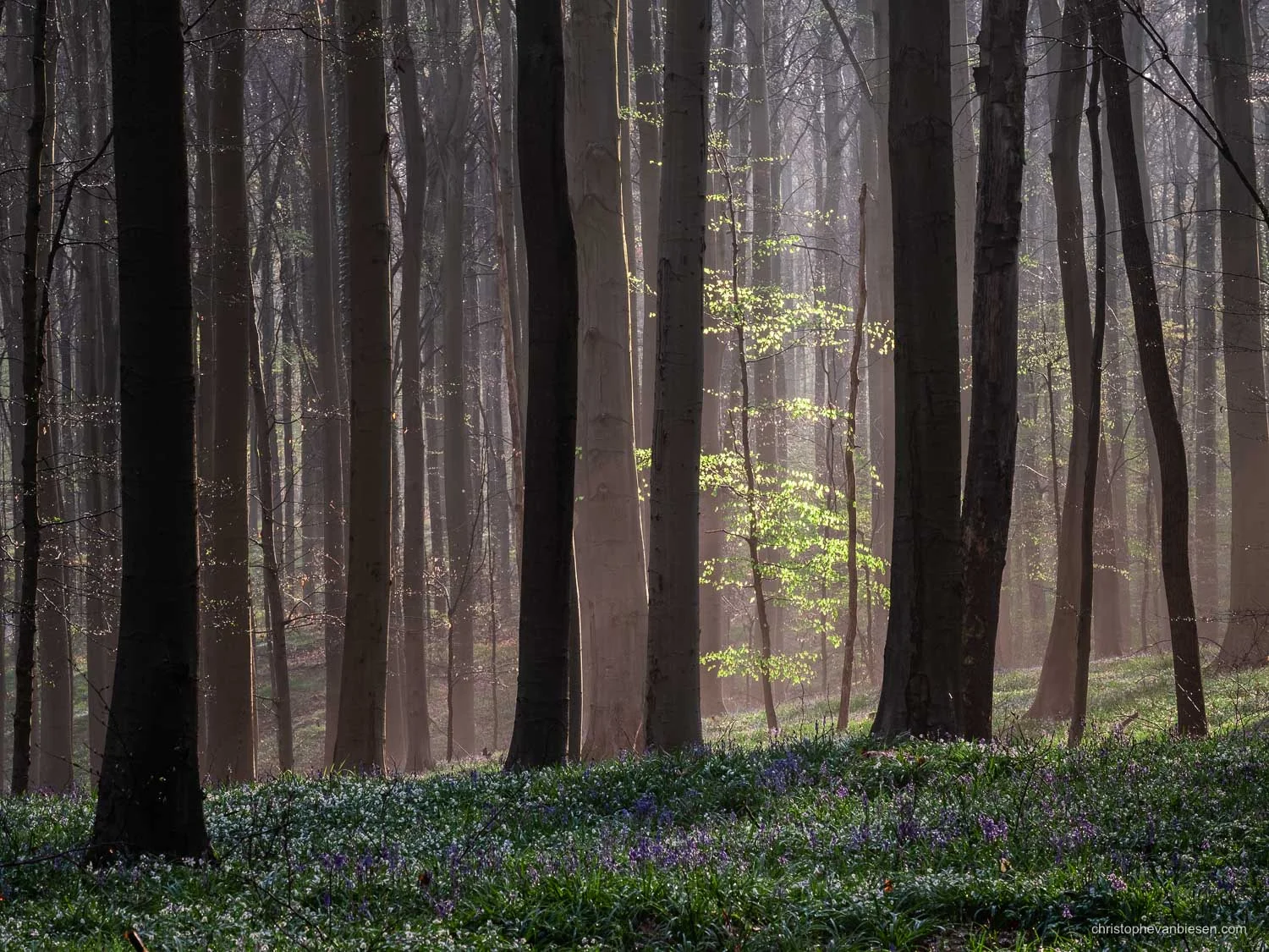 Hallerbos - Belgium - A lone young beech tree is lit up by the early morning light in the Hallerbos - In the Spotlight