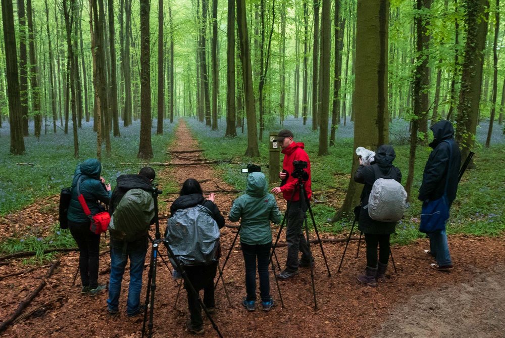 Photography workshop in Belgium's bluebell forest