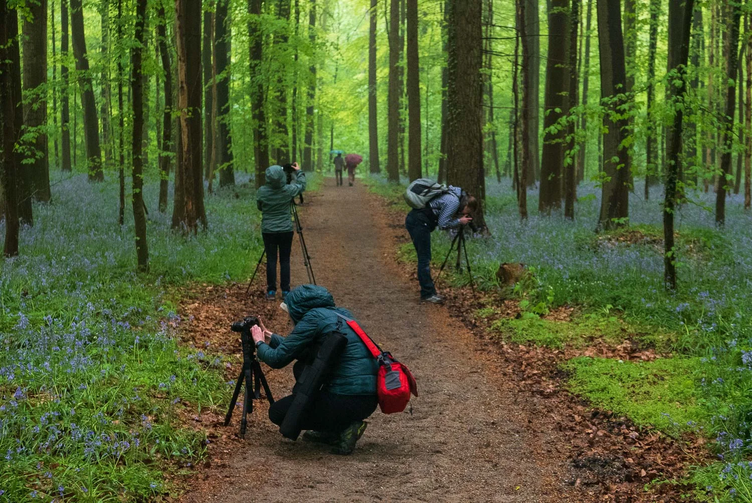 Photography Workshop - Hallerbos - Belgium - The bluebell forest of Halle, known as the Hallerbos, near Brussels, Belgium