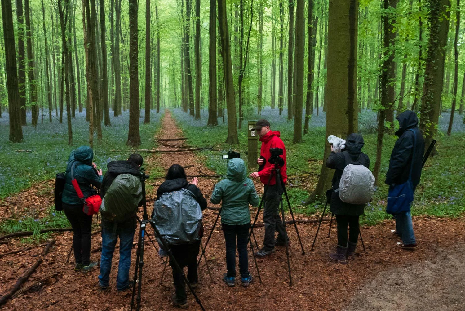 Photography Workshop - Hallerbos - Belgium - The bluebell forest of Halle, known as the Hallerbos, near Brussels, Belgium