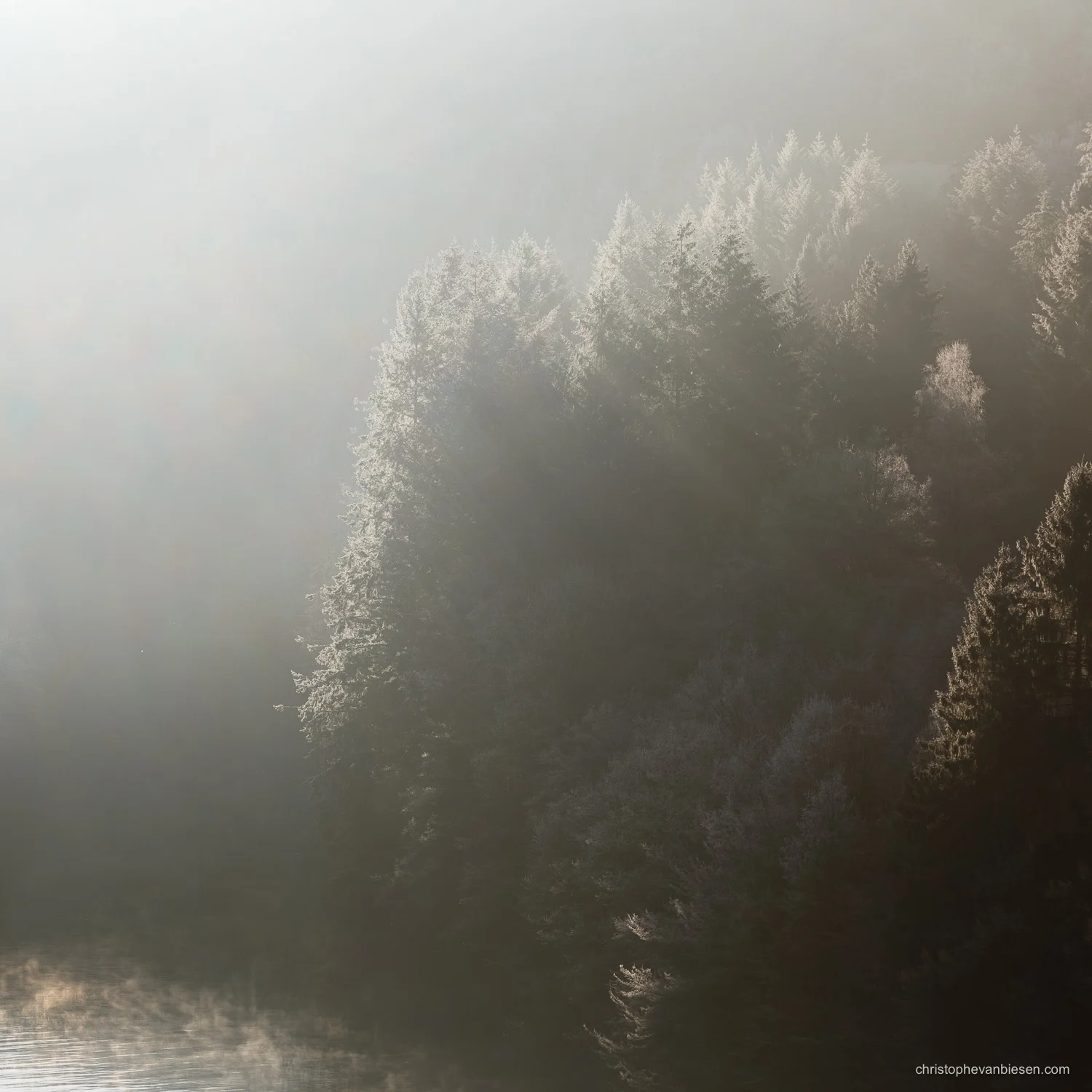Photography Workshop - Upper Sure Lake - Luxembourg - Sunlight peeks through the treetops at the Upper-Sûre lake in the Grand-Duchy of Luxembourg. - Sunlit Forest