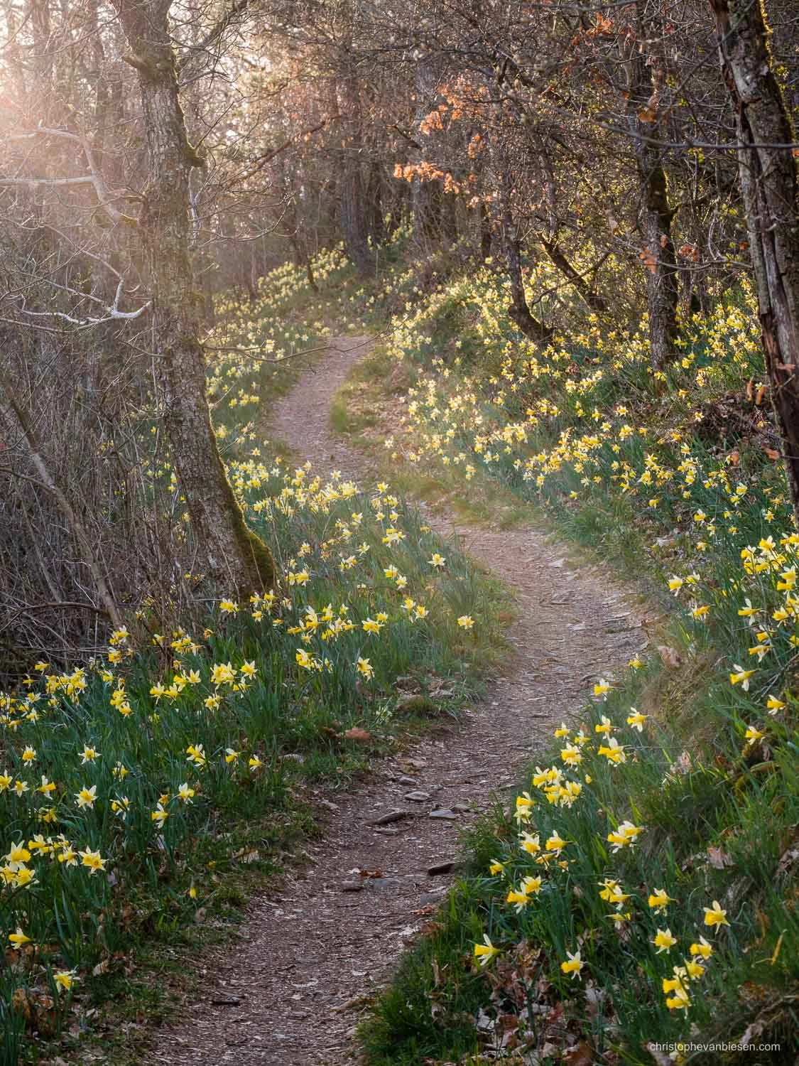 Top 25 photos made in Luxembourg - Lellingen’s Daffodils