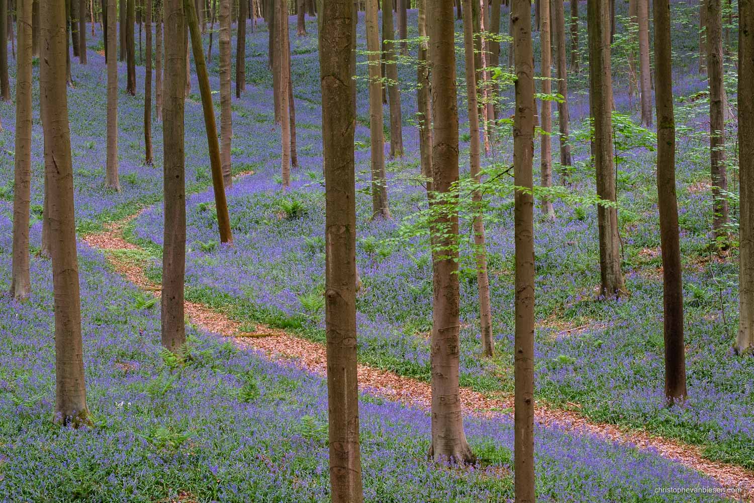 Photography Workshop - Hallerbos - Belgium - Classic view in the Hallerbos with a winding path and a carpet of bluebells - The Purple Path